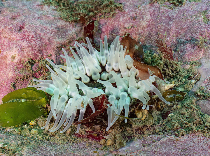 Dahlia anemone <em>Urticina felina</em> © Paul Naylor/marinephoto