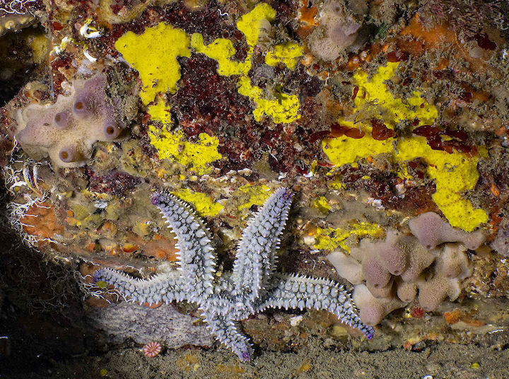 Encrusting sponges with a spiny starfish, Knoll Pins © Paul Naylor@marinephoto