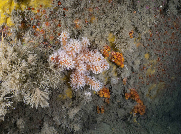 Expanded and contracted colonies of Red sea fingers <em>Alcyonium glomeratum</em>, Knoll Pins © Paul Naylor@marinephoto