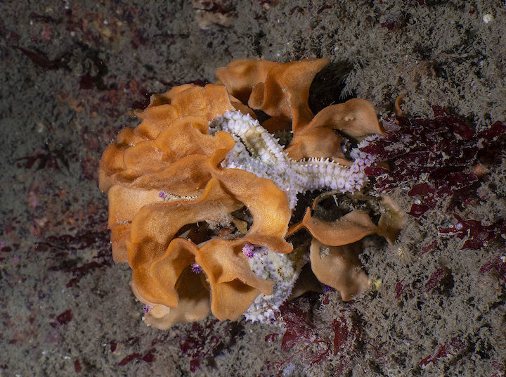 Potato crisps bryozoan <em>Pentapora foliacea</em> with a spiny starfish <em>Marthasterias glacialis</em>, off the Battery © Paul Naylor@marinephoto
