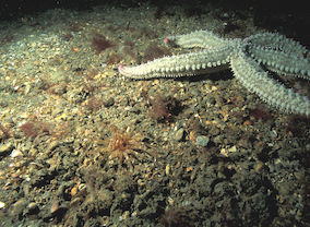Muddy gravel is an unusual habitat to encounter in relatively shallow water (12-18 m below chart datum) © Keith Hiscock