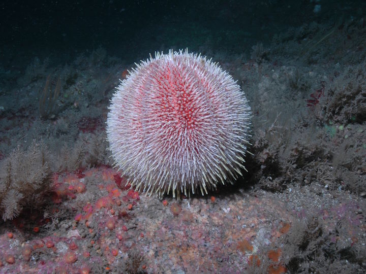 Common sea urchin <em>Echinus esculentus</em> &copy; Keith Hiscock