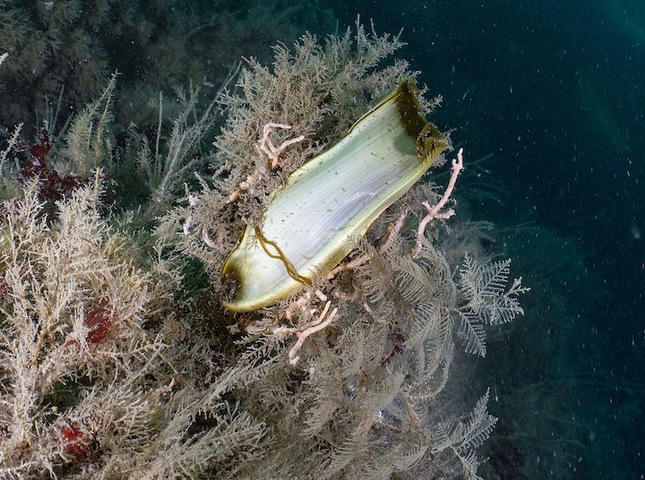 Egg case of a nursehound or bull huss <em>Scyliorhinus stellaris</em> wrapped around the branches of a pink sea fan which is also overgrown with hydroids. © Paul Naylor/marinephoto