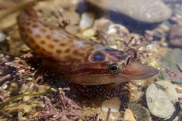 Cornish sucker/shore clingfish <em>Lepadogaster purpurea</em>