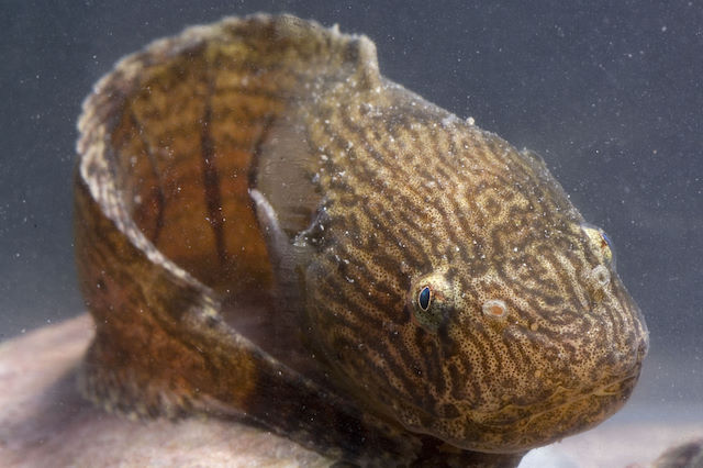 Sea snail <em>Liparis liparis</em>