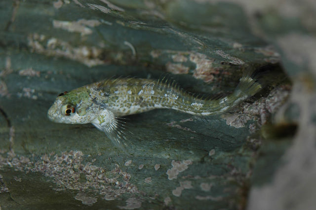 Shanny <em>Lipophrys pholis</em>