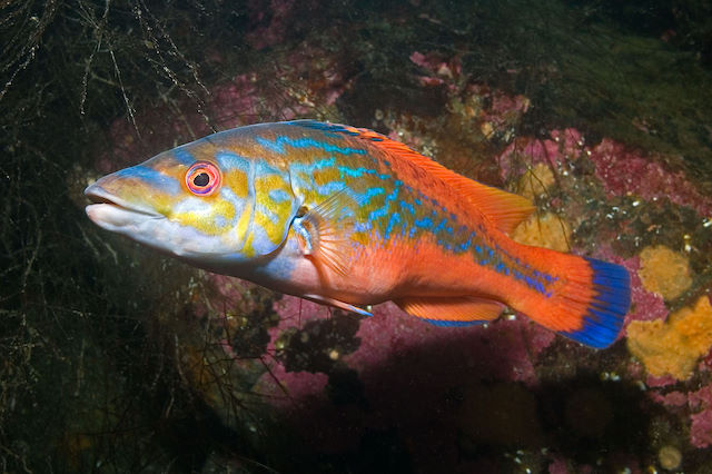 Cuckoo wrasse (male) <em>Labrus_mixtus</em>