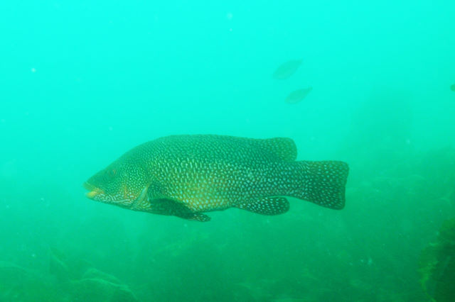 Ballan wrasse <em>Labrus bergylta</em>