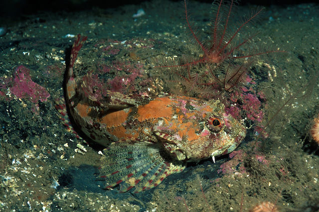 Long-spined sea scorpion <em>Taurulus bubalis</em>