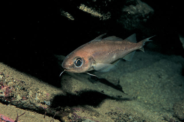 Poor cod <em>Trisopterus minutus</em>
