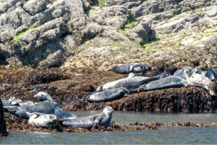 Grey seals basking at Brazen Ward © Mike Deaton