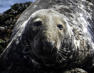 Grey seal bull © Rick Morris