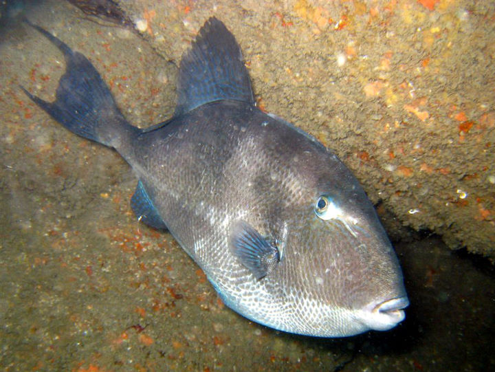 Grey triggerfish <em>Balistes capriscus</em>, photographed in July 2010 on the wreck of the <em>Carmine Filomena</em> at Lundy © Chris Mandry