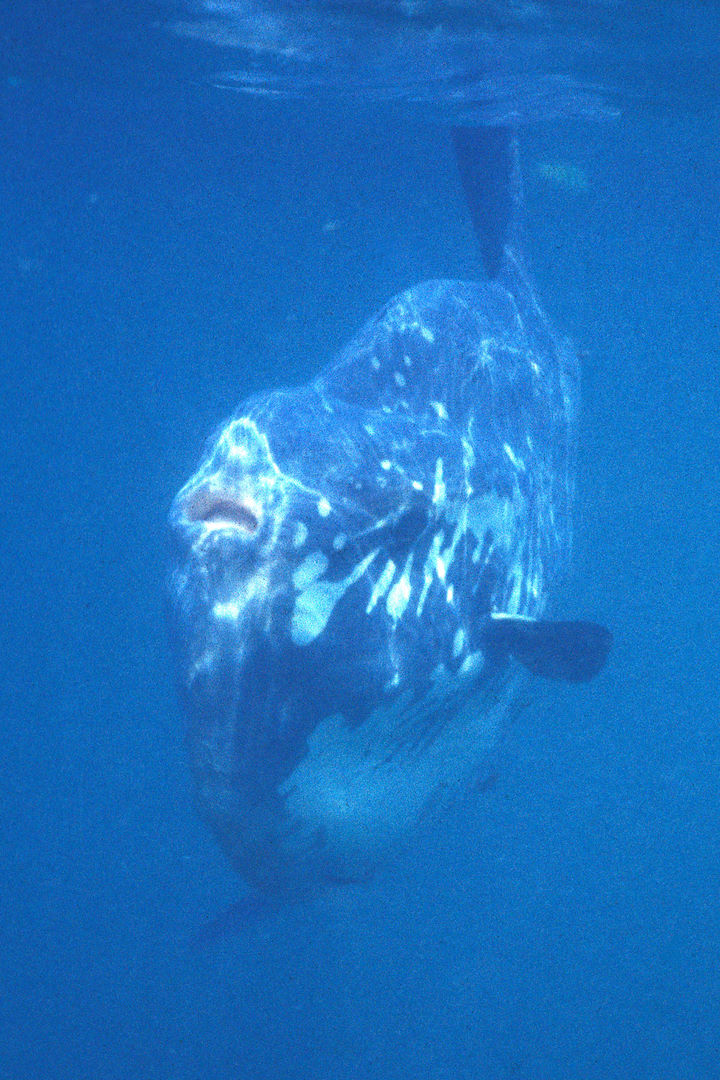 A sunfish photographed off Lundy’s south coast in 1972 © Keith Hiscock