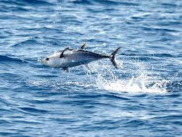Bluefin tuna © Anon