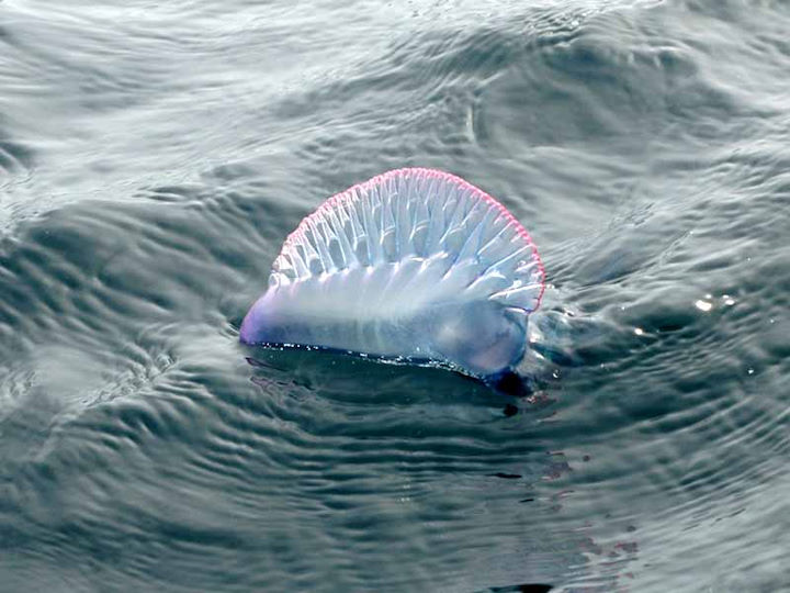 The floating pneumatophore of a Portuguese Man-o’-War <em>Physalia physalis</em> © Keith Hiscock