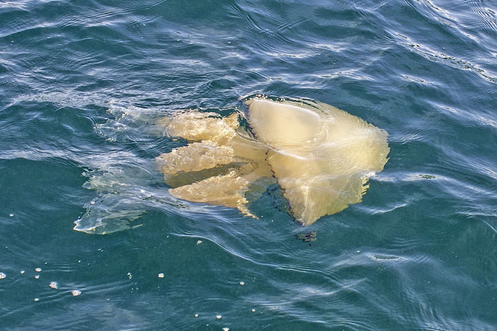 Barrel Jellyfish <em>Rhizostoma octopus</em> © Rick Morris