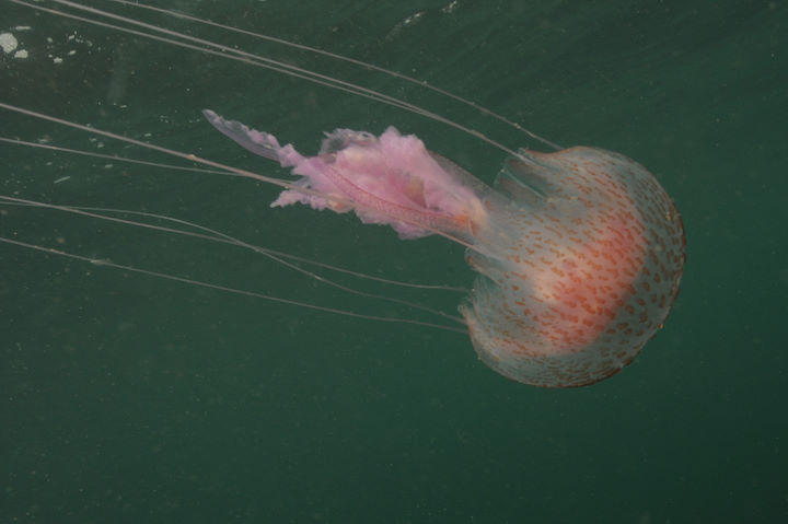 Mauve stinger jellyfish <em>Pelagica noctiluca</em> © Keith Hiscock