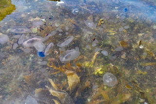 Assorted gelatinous plankton congregated at Christie’s Quay, Landing Bay, Lundy © Keith Hiscock