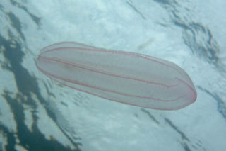 The melon comb jelly <em>Beroe cucumis</em> © Keith Hiscock