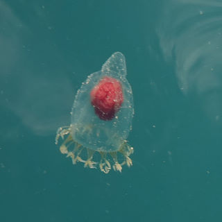 Hydro-medusan <em>Neoturris</em> sp. (probably <em>N. pileata</em>) © Patrick Davies