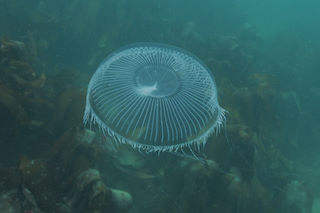 The crystal jelly <em>Aequorea forskalea</em> (also a hydro-medusan) © Keith Hiscock