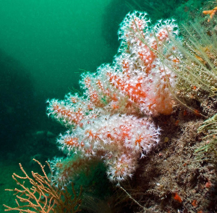 Red sea fingers <em>Alcyonium glomeratum</em> © Paul Kay