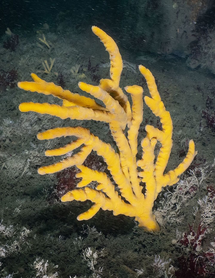 Yellow staghorn sponge Axinella dissimilis &copy; Paul Naylor/marinephoto
