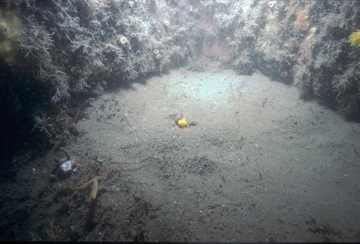 A detached sunset cup coral lying on sediment at the base of the vertical wall of the Knoll Pins East (KPE) site, September 1996 © Keith Hiscock