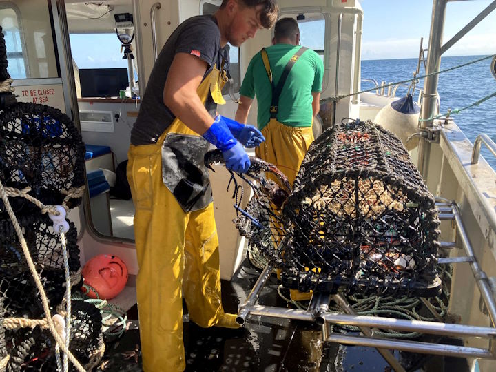 Extracting a lobster from a pot &copy; Robert Irving