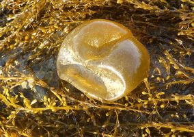 <em>Colpomenia peregrina</em> Oyster thief © John Bishop