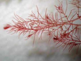 <em>Dasysiphonia japonica</em> siphoned Japan weed © Paul Brazier