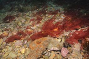 <em>Grateloupia turuturu</em> Devils tongue weed © Keith Hiscock